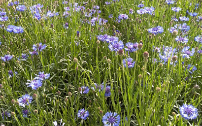 Centaurea cyanus (FIORDALISO)